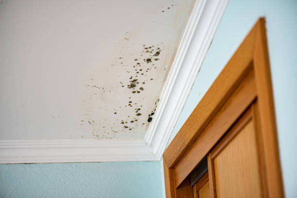 Best Environmental Consulting for Mold Prevention  in Owensville, IN